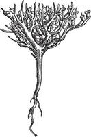 roos van Jericho of dinosaurus plant, wijnoogst gravure. vector
