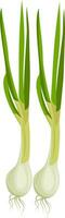 wit voorjaar uien met groen doorbladert vector illustratie van groenten Aan wit achtergrond.