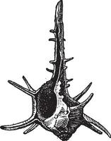 gehoornd tulband of turbo hoorn, wijnoogst gravure vector