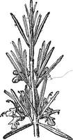 rozemarijn of rosmarinus officinalis, wijnoogst gravure. vector