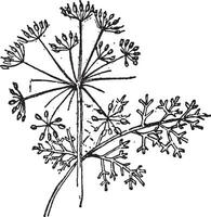 thapsia plant, wijnoogst gravure. vector