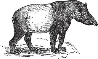 tapir wijnoogst gravure vector