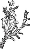 oostelijk wit ceder of thuja occidentalis, wijnoogst gravure vector