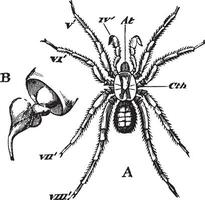 araneida, wijnoogst illustratie. vector