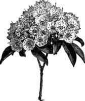 bloeiend Afdeling van kalmia latifolia wijnoogst illustratie. vector