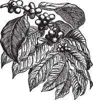 cafeïne, koffie, BES, plant, fruit, bladeren wijnoogst illustratie. vector