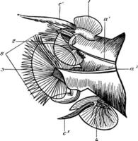 nansenia pelagica, wijnoogst illustratie. vector