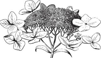 hortensia wijnoogst illustratie. vector