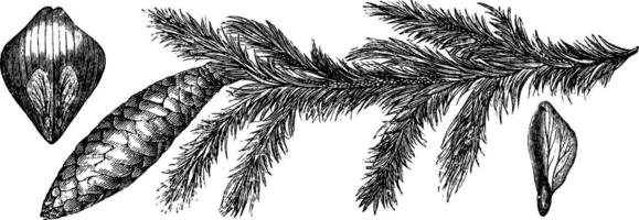 picea excelsa wijnoogst illustratie. vector