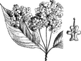 bloeiwijze en vrijstaand bloem van hybride lantana wijnoogst illustratie. vector