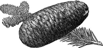 pijnboom ijshoorntje van grote Oceaan zilver Spar wijnoogst illustratie. vector