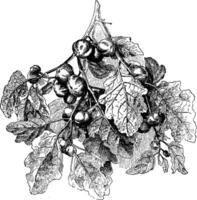 integrifolium solanum wijnoogst illustratie. vector