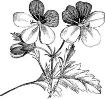 bloeiwijze en blad van pelargonium driekleur wijnoogst illustratie. vector