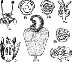 bestellingen van empetraceae, coriariaceae, anacaridaceae, en cyrillaceae wijnoogst illustratie. vector