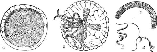 antheridium van chara wijnoogst illustratie. vector