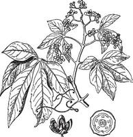 Virginia klimplant wijnoogst illustratie. vector