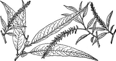 Afdeling van salix longipes wijnoogst illustratie. vector