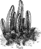 stapelia grandiflora wijnoogst illustratie. vector