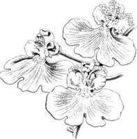 bloemen van oncidium spatader wijnoogst illustratie. vector