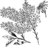 olearia Gunniana wijnoogst illustratie. vector