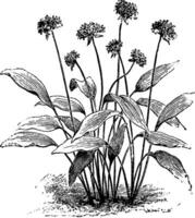 allium ursinum bloemen wijnoogst illustratie. vector