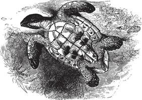 vernietigd van overlappend schildpad, wijnoogst illustratie. vector