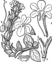acanthus wijnoogst illustratie. vector