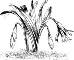 narcis pseudo-narcis minor minimaal wijnoogst illustratie. vector