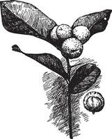 atalantia ceylonica wijnoogst illustratie. vector