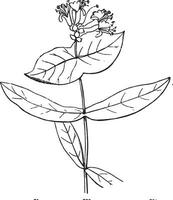 bloem, kamperfoelie, gebogen, struiken, kronkelen, binen, caprifoliaceae, clusters wijnoogst illustratie. vector