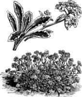 alyssum saxofoon variegatum gewoonte en bloem wijnoogst illustratie. vector