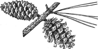 pijnboom ijshoorntje van kortbladig pijnboom wijnoogst illustratie. vector