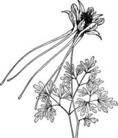 aquilegia langissima wijnoogst illustratie. vector