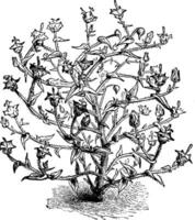 campanula macrostyla wijnoogst illustratie. vector