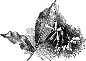 trachelospermum jasminoides wijnoogst illustratie. vector