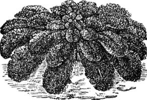 dwerg Purper boerenkool wijnoogst illustratie. vector
