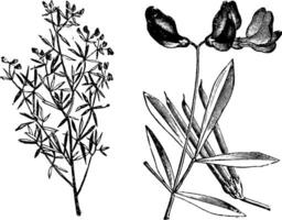 lotus Jacobaeus wijnoogst illustratie. vector