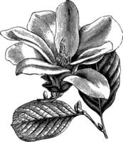 bloem en bladeren van magnolia opvallend wijnoogst illustratie. vector