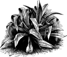 agave fransosinii wijnoogst illustratie. vector