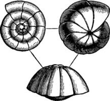 rotalia, wijnoogst illustratie. vector