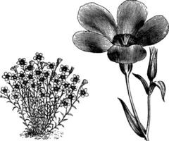 gewoonte en vrijstaand deel van bloeiwijze van linum grandiflorum wijnoogst illustratie. vector