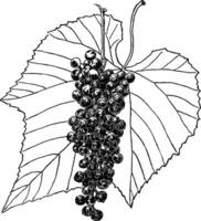 vitis cinerea wijnoogst illustratie. vector