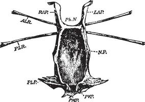 limulus, wijnoogst illustratie. vector