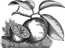 ster appel wijnoogst illustratie. vector