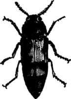 buprestis imperialis wijnoogst illustratie. vector