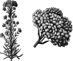 gewoonte en TROS van bloem hoofden van gnaphalium decurrens wijnoogst illustratie. vector