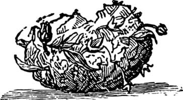 cocon van de guichelheil wijnoogst illustratie. vector