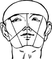mannetje gezicht getoond met een kaal hoofd wijnoogst gravure. vector