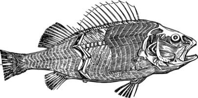 de spieren van een vis wijnoogst illustratie. vector