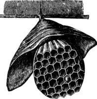 hangende horzel nest wijnoogst illustratie. vector